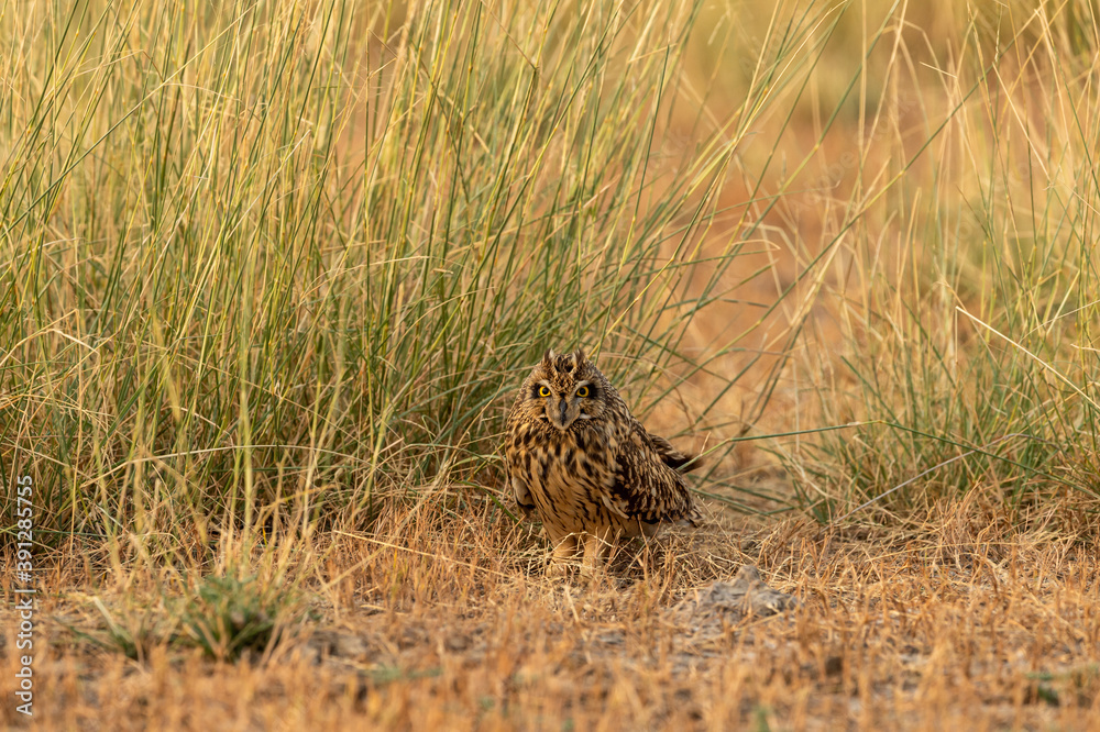 Obraz premium short eared owl or Asio flammeus portrait perched on ground at grassland of tal chhapar sanctuary rajasthan india