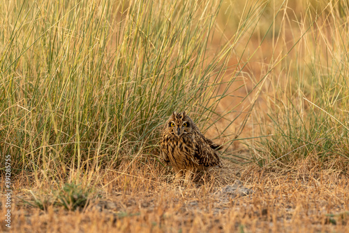 short eared owl or Asio flammeus portrait perched on ground at grassland of tal chhapar sanctuary rajasthan india