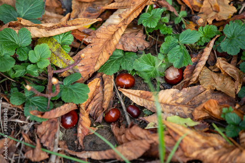 Horse chestnuts on the ground between autumn leaves