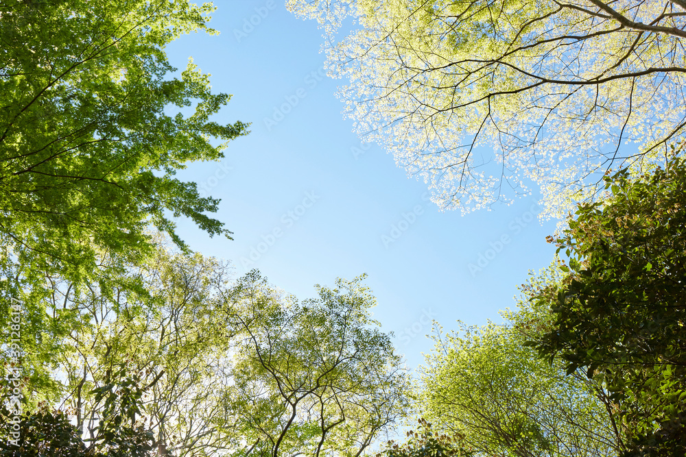 Fototapeta premium 生駒山の新緑