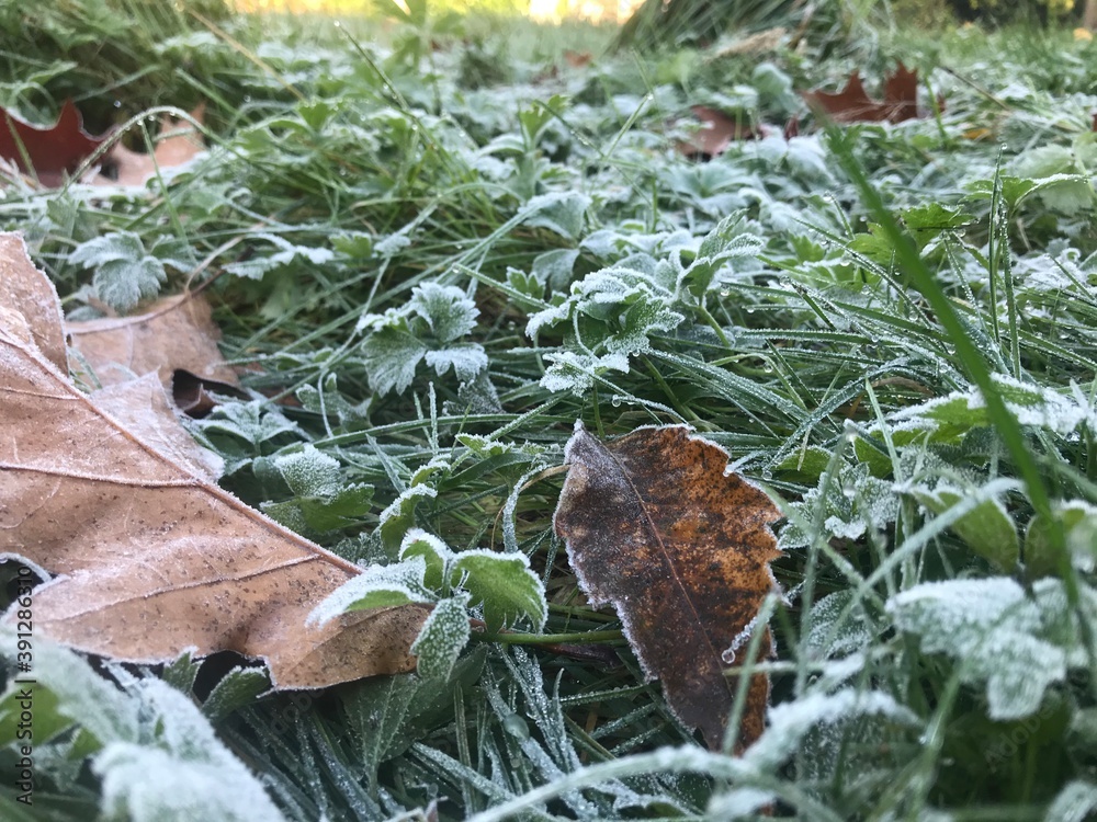 frost covered leaves clover green