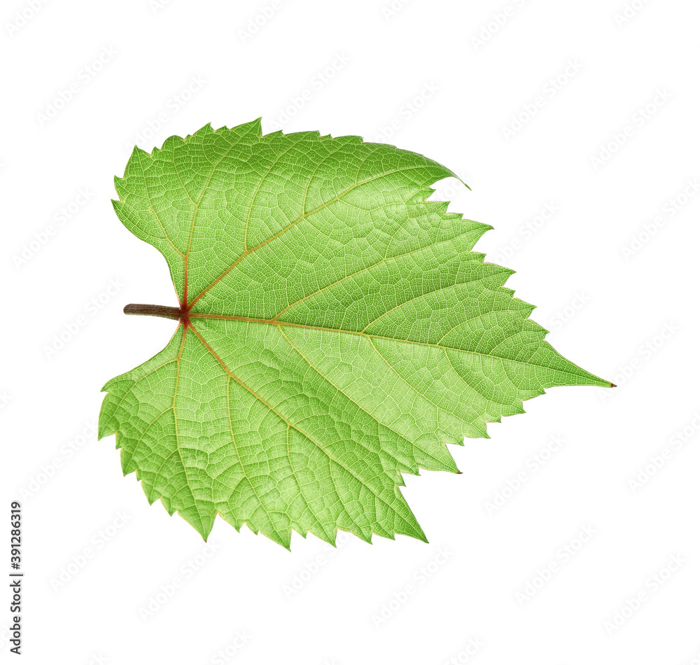 Fresh green grape leaf isolated on white Fresh green grape leaf isolated on white