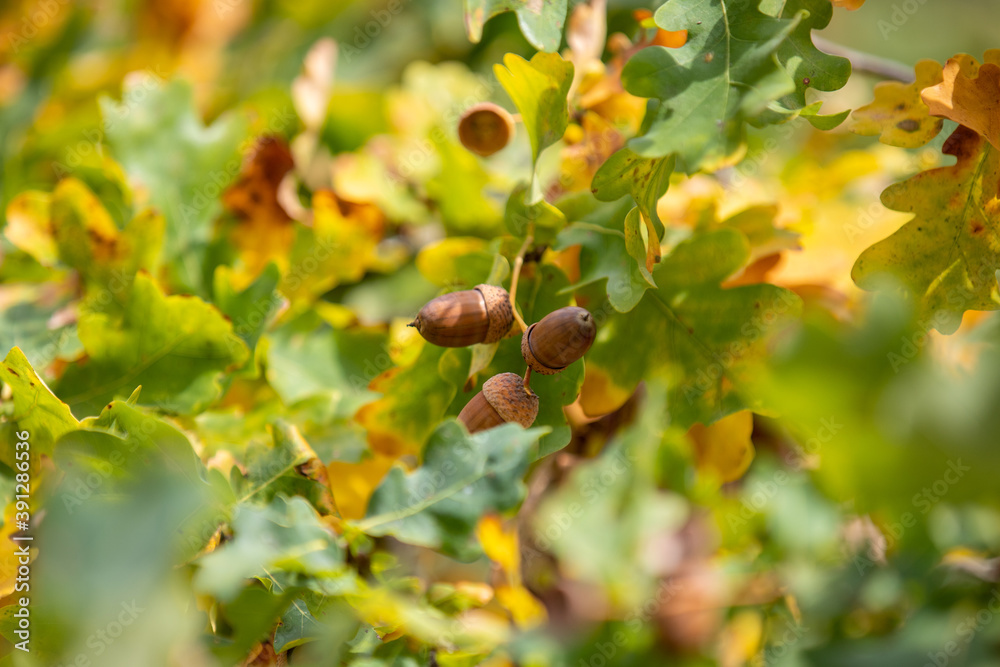 Fototapeta premium Ripe acorns on an oak tree in autumn