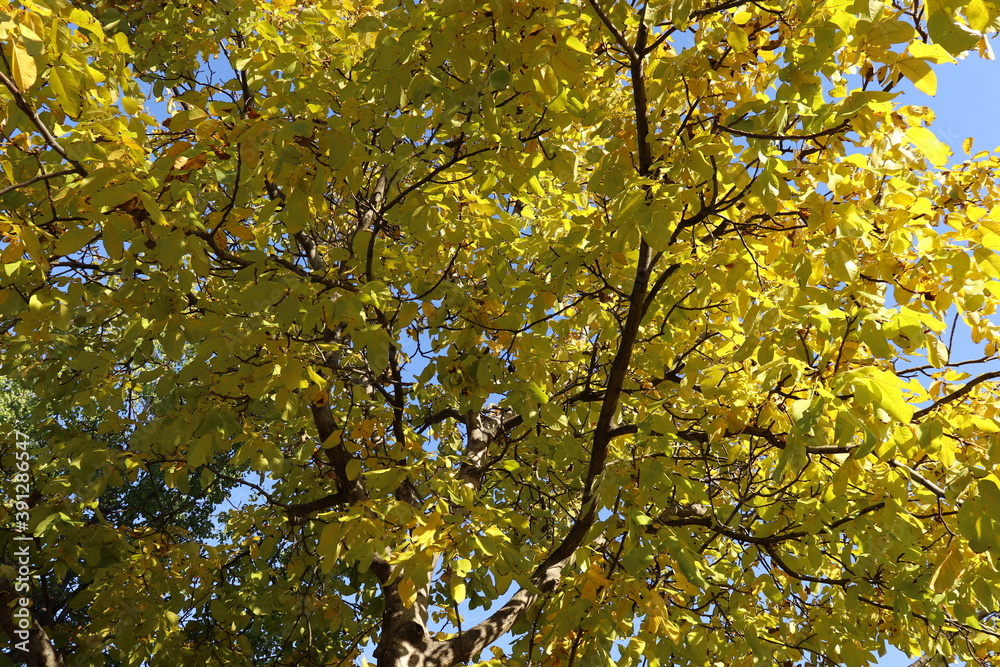 yellow withered leaves and trees in the autumn season, landscape and background
yellow withered leaves and trees in the autumn season, landscape and background