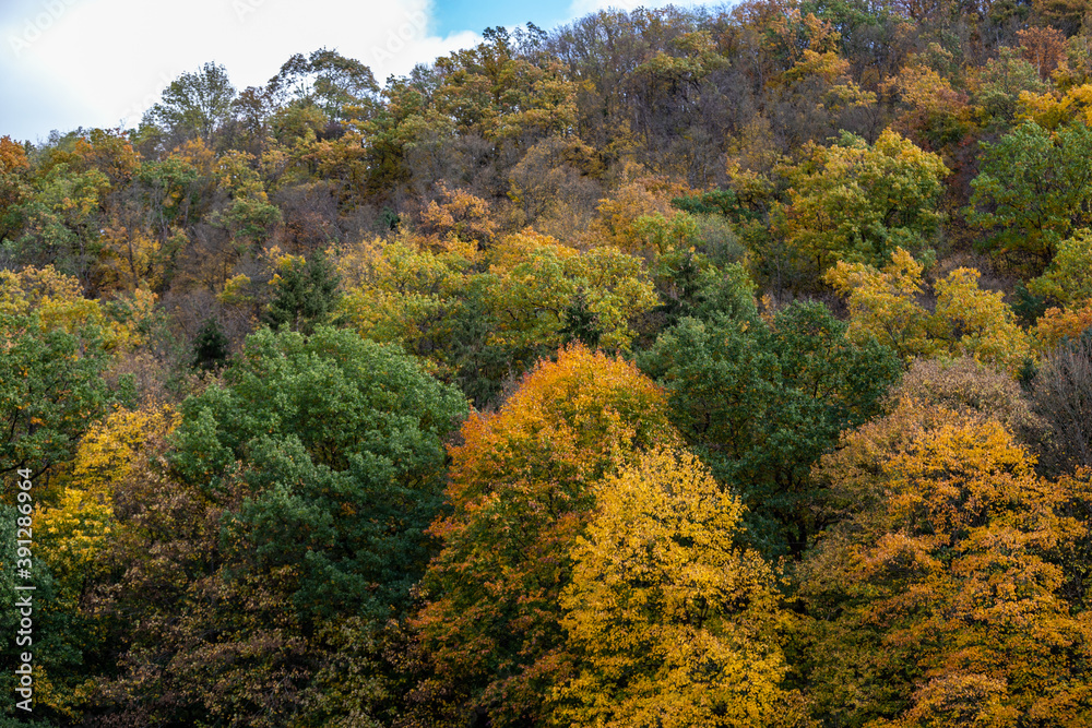 Forest with trees in different colored trees