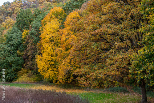 Forest with trees in different colored trees