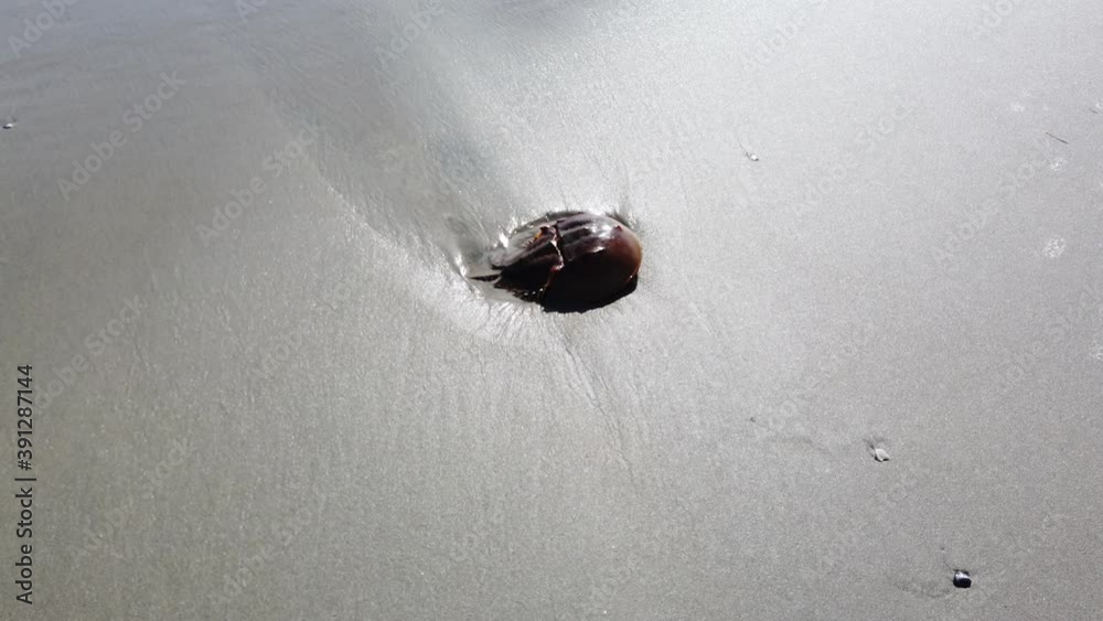 Pan view of an horseshoe crab  on wet sand in a puddle of water that has ripples due to the wind