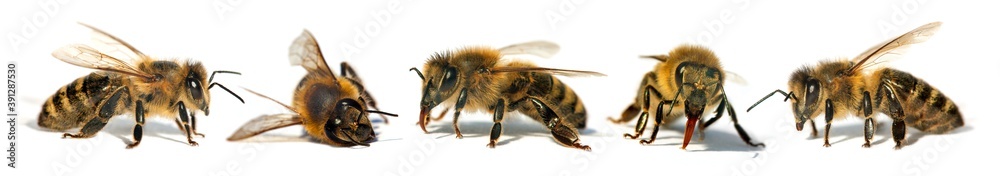 five bees or honeybees in Latin Apis Mellifera five bees or honeybees in Latin Apis Mellifera