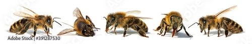 five bees or honeybees in Latin Apis Mellifera