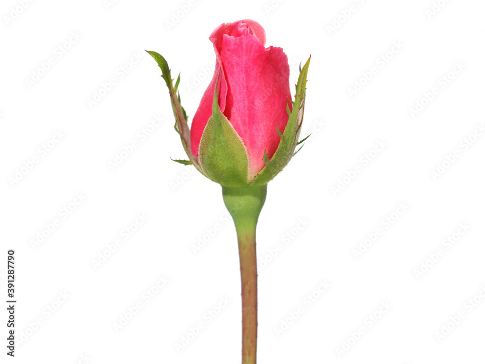Pink rosebud isolated on white  - obrazy, fototapety, plakaty 