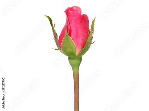 Pink rosebud isolated on white 
