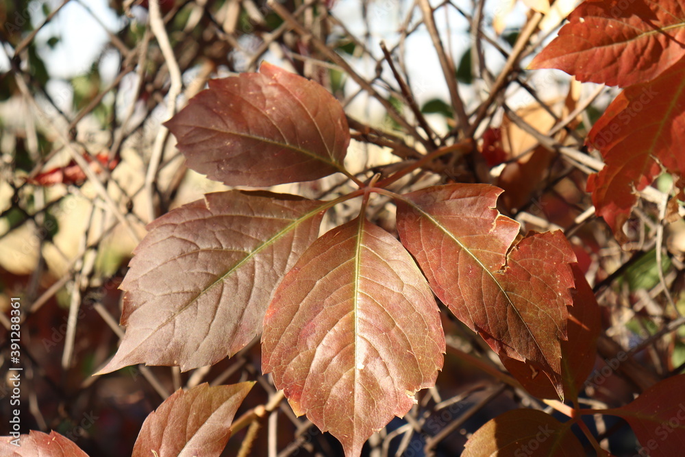 yellow withered leaves and trees in the autumn season, landscape and background
yellow withered leaves and trees in the autumn season, landscape and background