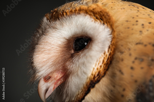 Beautiful common barn owl on grey background, closeup