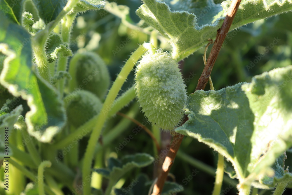 thorny prairie plant with green round and exploding seeds.
thorny prairie plant with green round and exploding seeds.