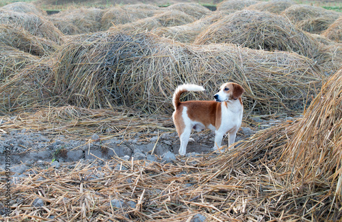 Dog terrier standing in the rye field at sunny day. A puppy looking around. Dog playing in haystack. 