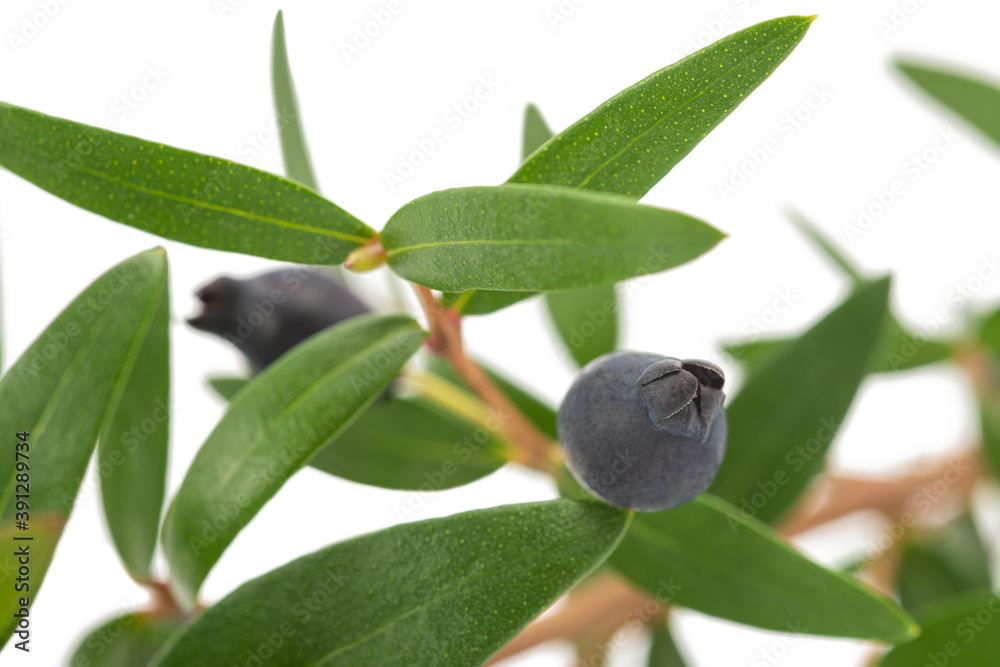 myrtle plant with berries myrtle plant with berries