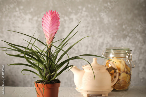 Slika na platnu Indoor bromeliad on a white background