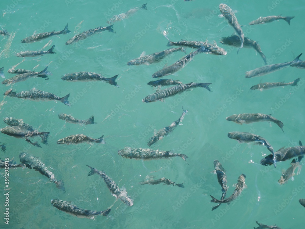 Many fish are teeming in the turquoise water Many fish are teeming in the turquoise water