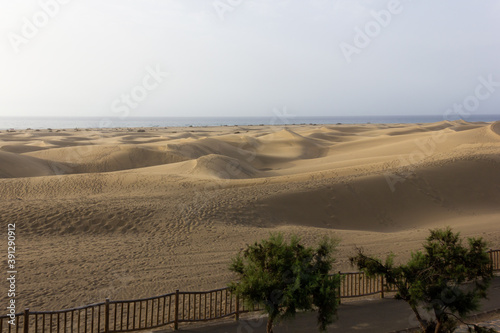 Sunrise light at Maspalomas empty sand dunes by walk path, trees and sea on background in Gran Canaria. Iconic landmark in Canary Islands, tourist attraction destination concept