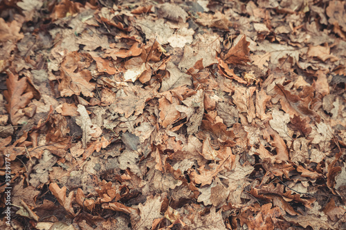 Autumn fall leaves maple oak background