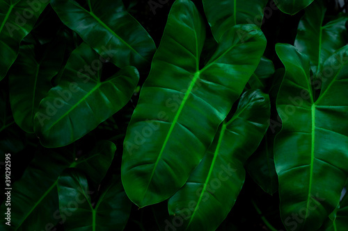 closeup nature view of tropical leaf background  dark tone concept