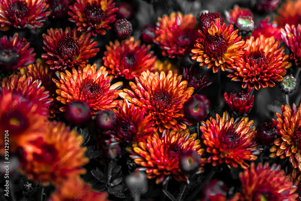 close up on red and orange chrysanthemum flowers close up on red and orange chrysanthemum flowers