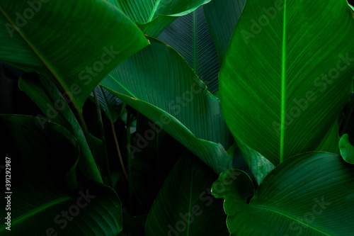 closeup nature view of tropical leaf background, dark tone concept