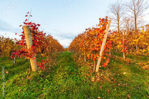 The Asolani hills in Italy in autumn