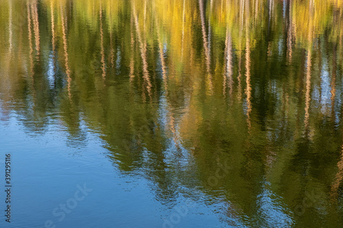 Beautiful background with tall tree trunks reflected in the water.