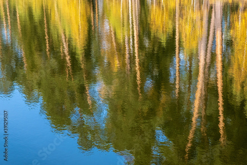 Beautiful abstract background with tall tree trunks reflected in the water.
