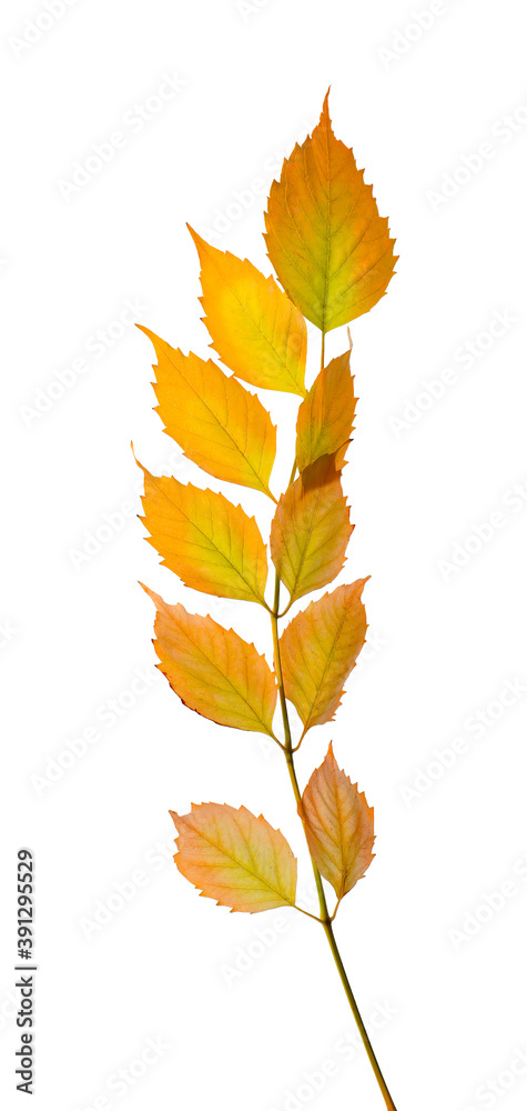 Fototapeta premium Twig with beautiful leaves isolated on white. Autumn season