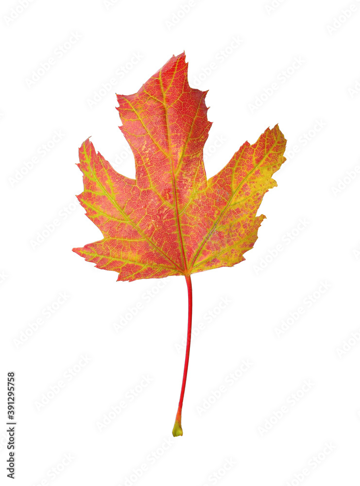 Beautiful leaf isolated on white. Autumn season Beautiful leaf isolated on white. Autumn season