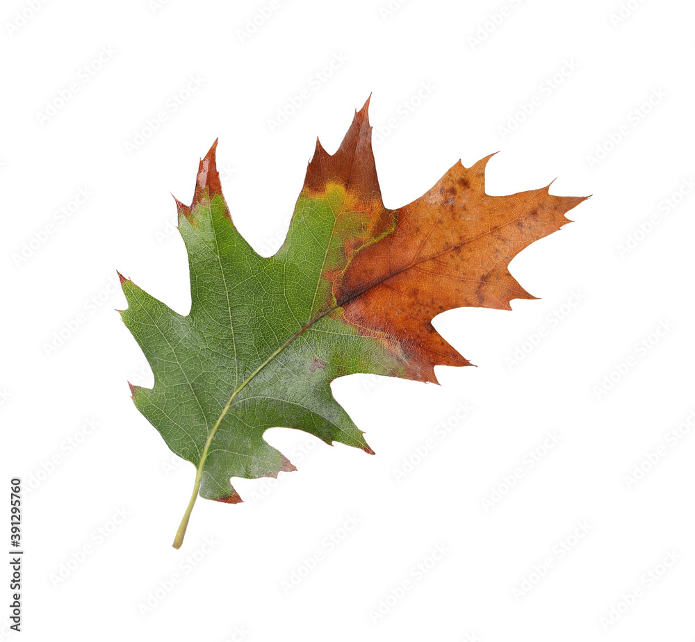 Beautiful leaf isolated on white. Autumn season Beautiful leaf isolated on white. Autumn season