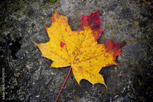 autumn maple leaf