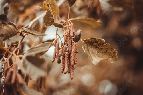 The beginning of Autumn, flowers, trees, streams, bushes, grass, and land, leaf, brown colors photo