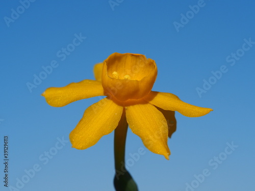 Wildflower (Narcissus calcicola) photo