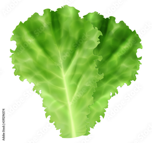 Fresh green leaves of iceberg lettuce isolated on white background. Vector illustration.
