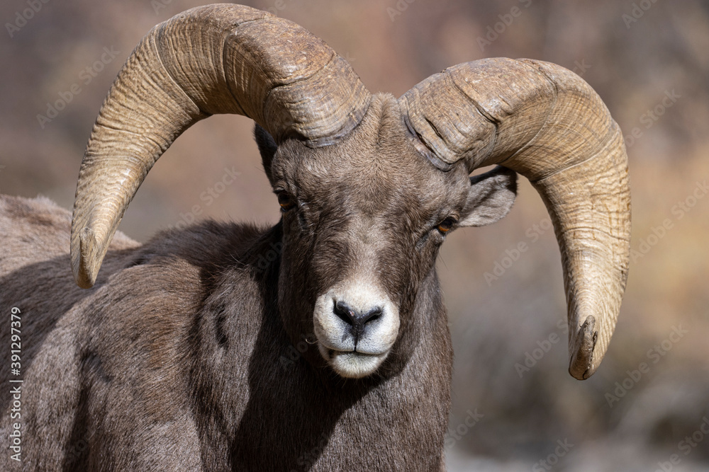 Waterton Bighorn Waterton Bighorn