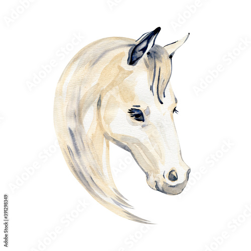 Watercolor painting of horse portrait isolated on white background.