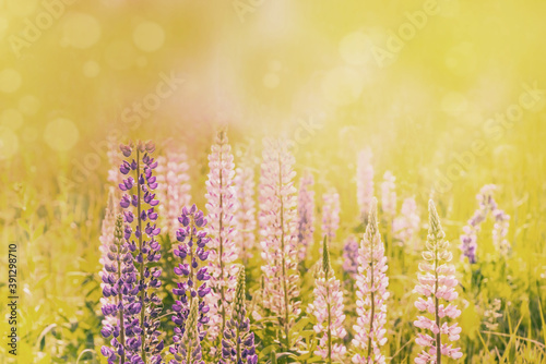 Blooming lupine flowers. A field of lupines. Sunny summer flower background