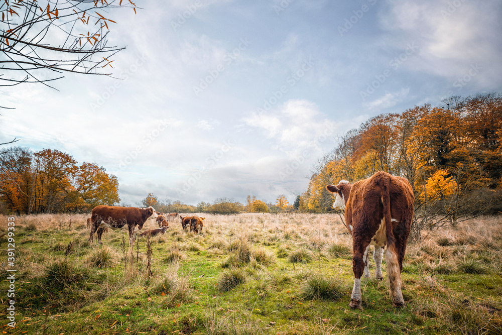 Obraz premium Hereford cattle on a meadow in the fall