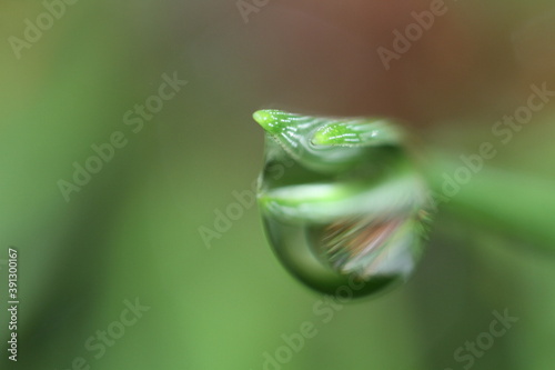 Water drop on leaf