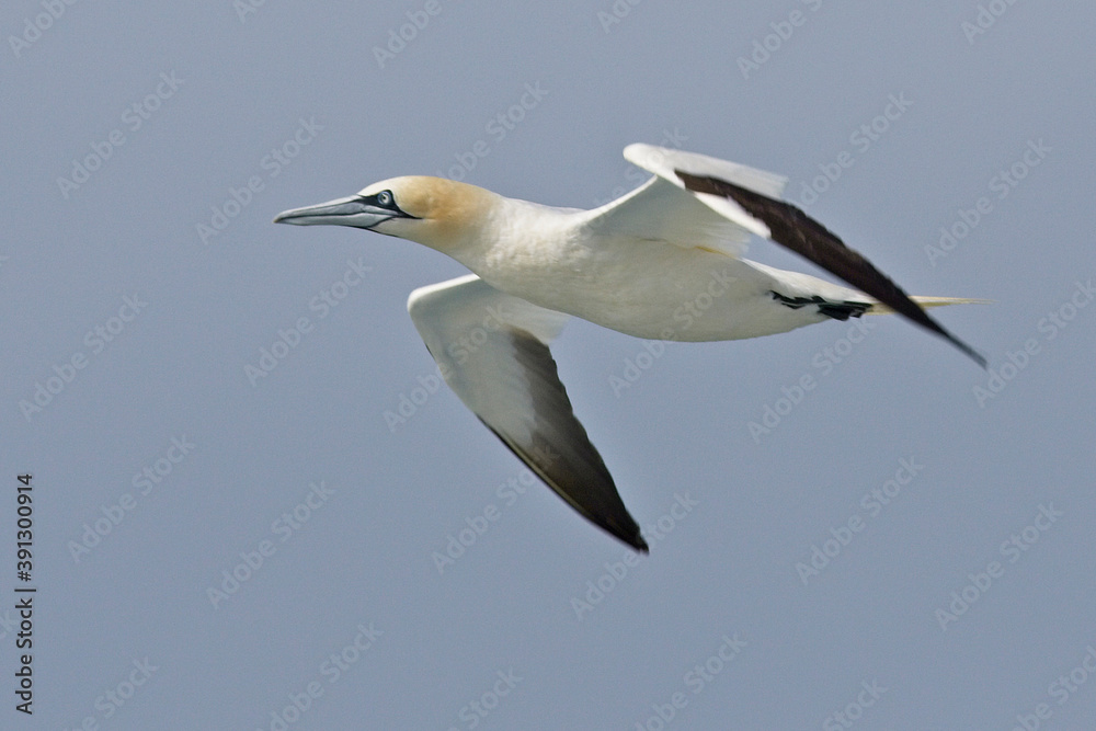 Northern Gannet, (Morus bassanus) adult in flight against blue sky, Pendeen, Cornwall, England, UK. Northern Gannet, (Morus bassanus) adult in flight against blue sky, Pendeen, Cornwall, England, UK.