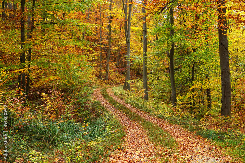 Herbstwaldweg