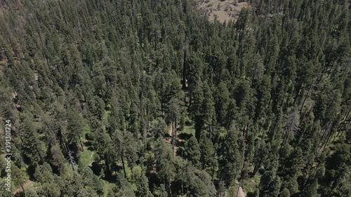 Sequoia big trees Californian national park