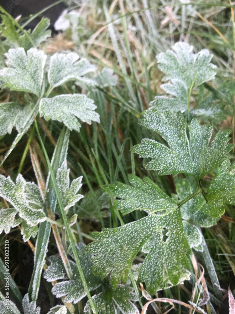 frost covered leaves clover green frost covered leaves clover green