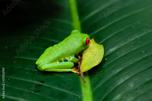 Frgs at Costa Rica, Mawamba lodge, Tortuguero