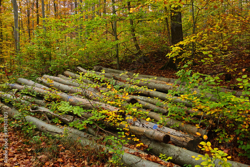 Brennholzpolter im Herbstwald photo