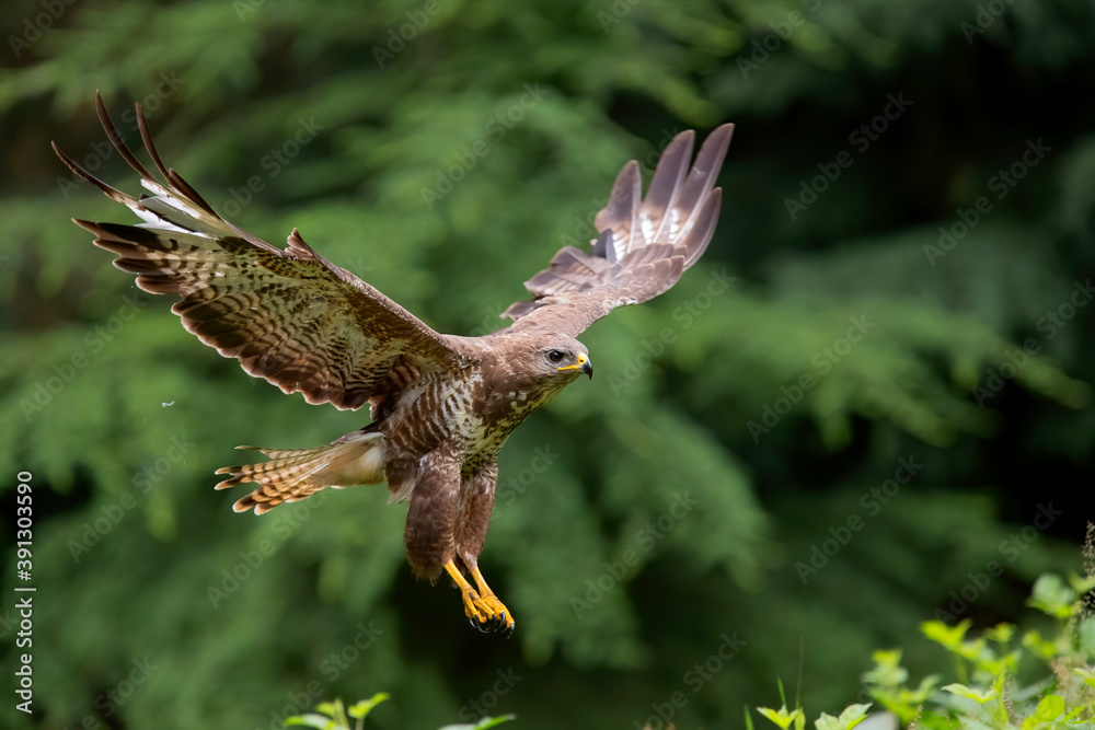 Obraz premium Common Buzzard (Buteo buteo) flying in the forest of Noord Brabant in the Netherlands. Green forest background