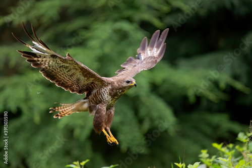 Common Buzzard (Buteo buteo) flying in the forest of Noord Brabant in the Netherlands. Green forest background